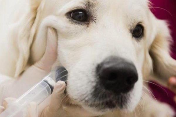 狗狗空腹就吐白沫的原因，可能是进食过少或太多