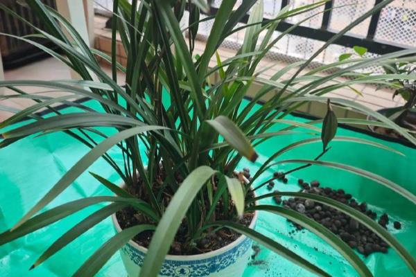 兰花冬季能不能换盆，新买的兰花和发生虫害的兰花不能更换