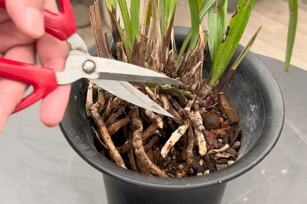兰花冬季能不能换盆，新买的兰花和发生虫害的兰花不能更换
