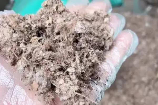 兰花冬季能不能换盆，新买的兰花和发生虫害的兰花不能更换
