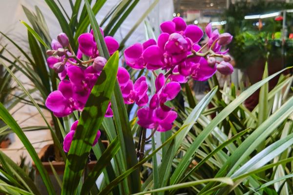 兰花冬季能不能换盆，新买的兰花和发生虫害的兰花不能更换
