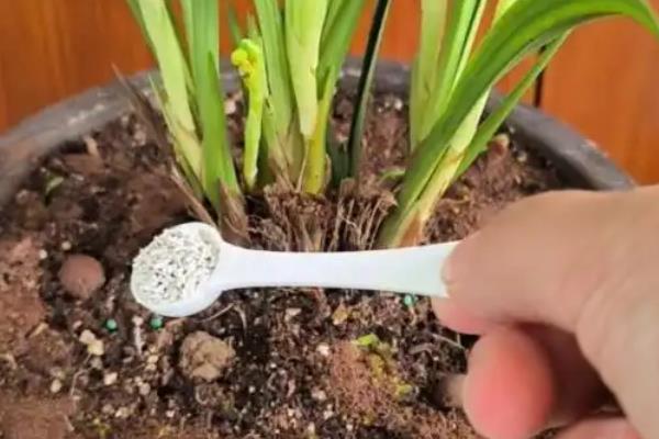 兰花冬季能不能换盆，新买的兰花和发生虫害的兰花不能更换