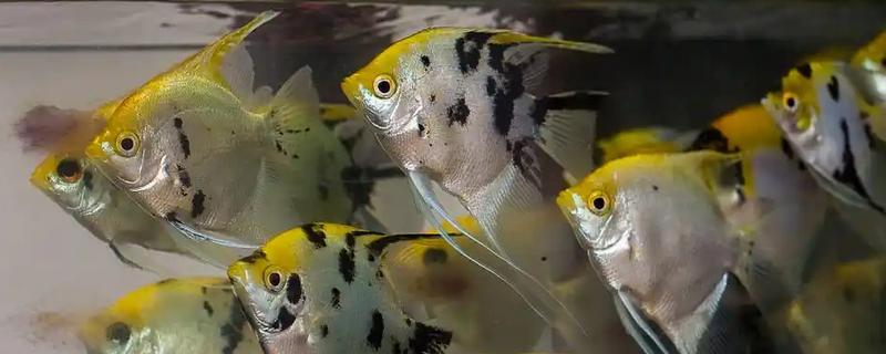 燕鱼的饲养方法，把水温保持在24-28℃