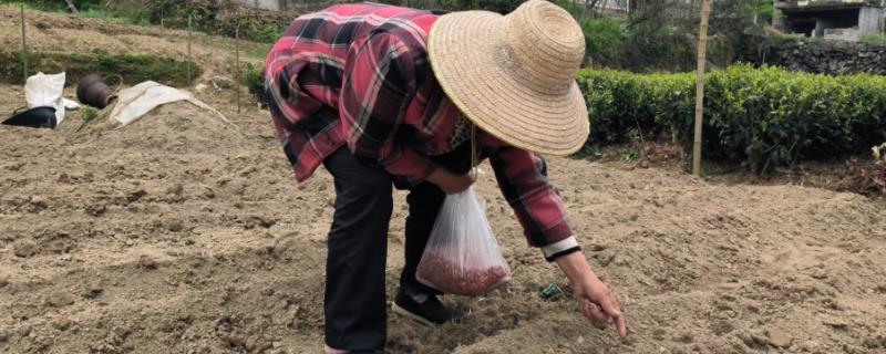 花生播种的注意事项，通常播种深度在5厘米左右为宜