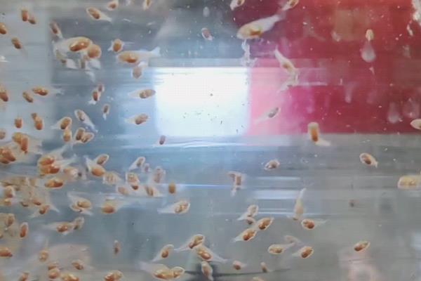 燕鱼的饲养方法，把水温保持在24-28℃