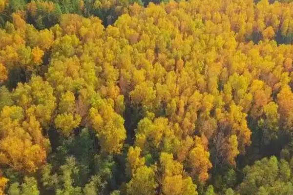 黄杨的产地，有江苏、甘肃、湖北等