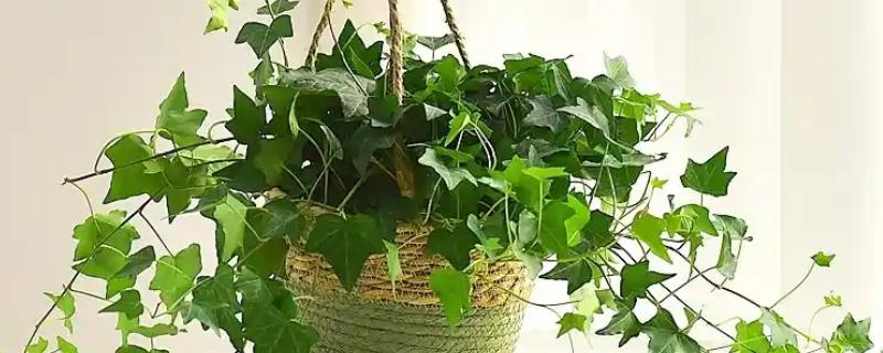 常春藤干枯了还会不会活，及时找出原因并并解决即可恢复正常