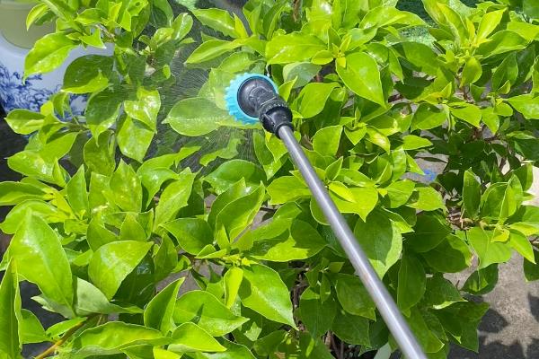磷酸二氢钾的浇花方法,花卉生长期间每隔半个月浇一次