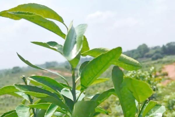 柑橘肥害如何补救,应立即用打水灌溉