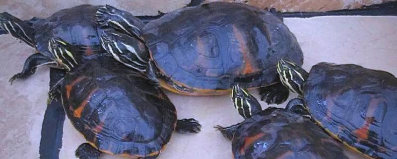 火焰龟的食物，动物性饲料有蚯蚓、小鱼等类型