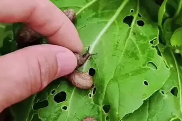 蜗牛是害虫还是益虫,是害虫也是益虫