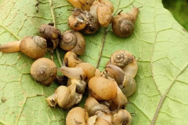 蜗牛是害虫还是益虫,是害虫也是益虫