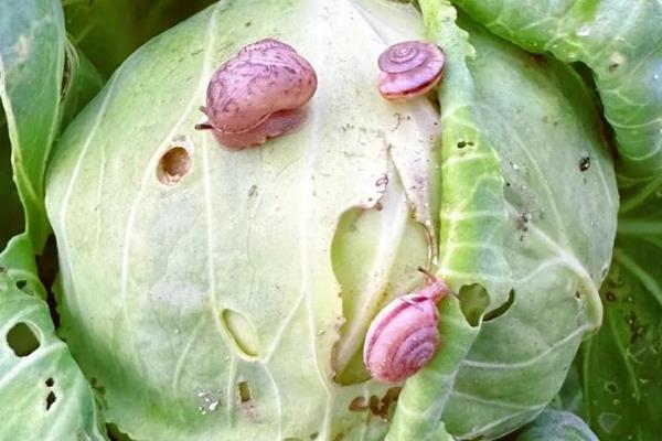 蜗牛是害虫还是益虫,是害虫也是益虫