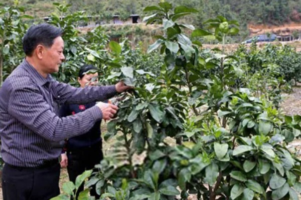 如何修剪柚子树，把结果树的徒长枝、病虫枝等枝条剪除