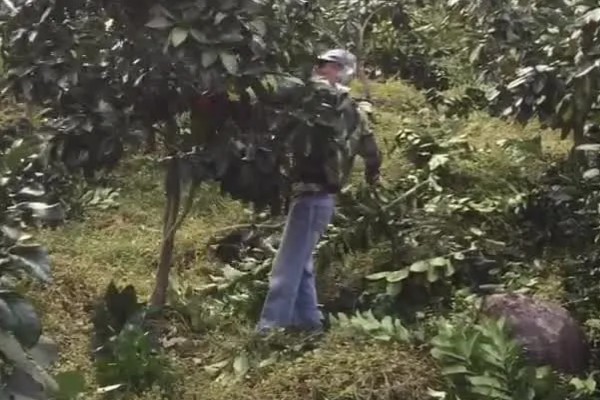 如何修剪柚子树，把结果树的徒长枝、病虫枝等枝条剪除