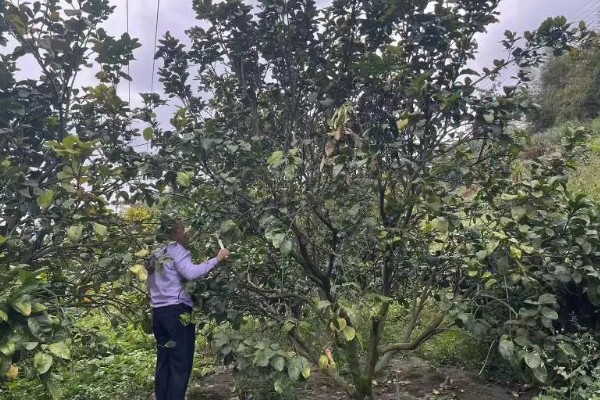 如何修剪柚子树，把结果树的徒长枝、病虫枝等枝条剪除