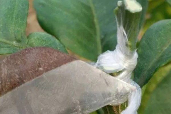 如何修剪柚子树，把结果树的徒长枝、病虫枝等枝条剪除