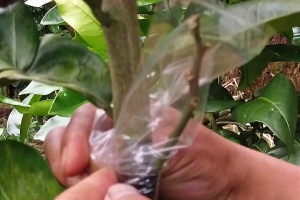 如何修剪柚子树，把结果树的徒长枝、病虫枝等枝条剪除