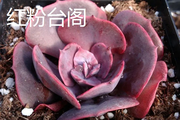 红粉台阁与克拉拉有什么区别,叶片形态、颜色、花期等方面不同