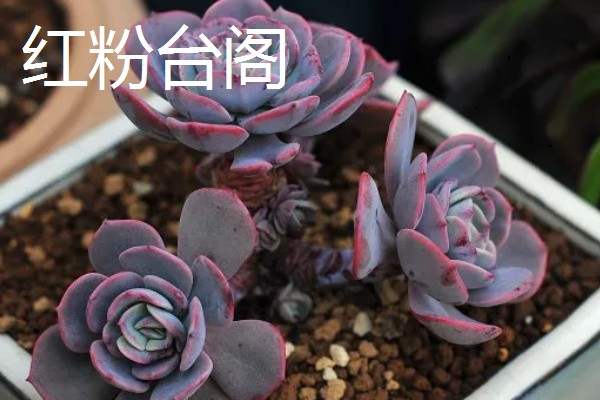红粉台阁与克拉拉有什么区别,叶片形态、颜色、花期等方面不同