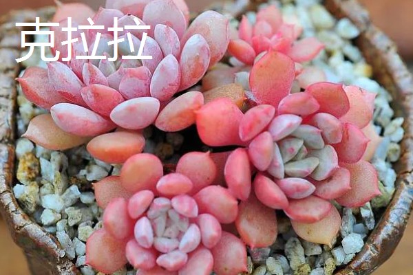 红粉台阁与克拉拉有什么区别,叶片形态、颜色、花期等方面不同
