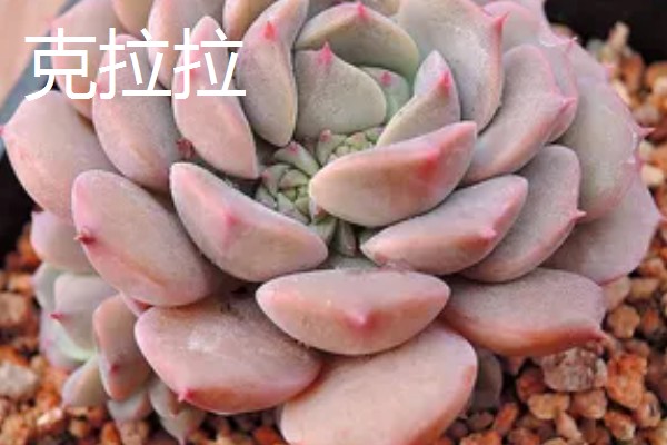 红粉台阁与克拉拉有什么区别,叶片形态、颜色、花期等方面不同
