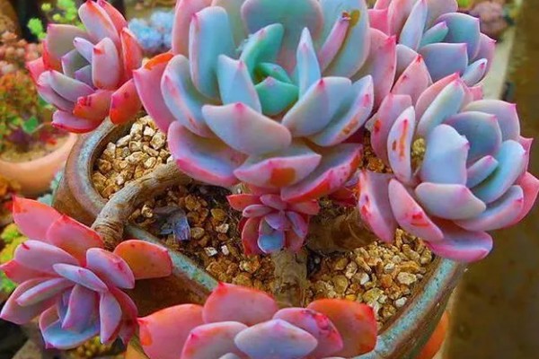 红粉台阁与克拉拉有什么区别,叶片形态、颜色、花期等方面不同