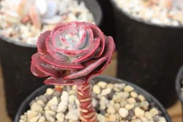 红粉台阁与克拉拉有什么区别,叶片形态、颜色、花期等方面不同