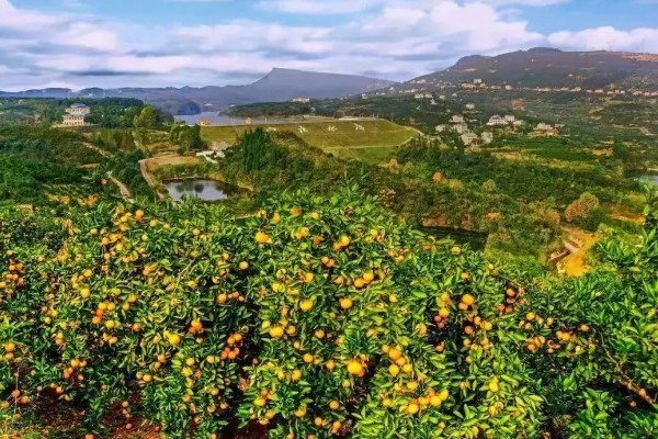 柑橘的产地,有浙江、福建、湖南等