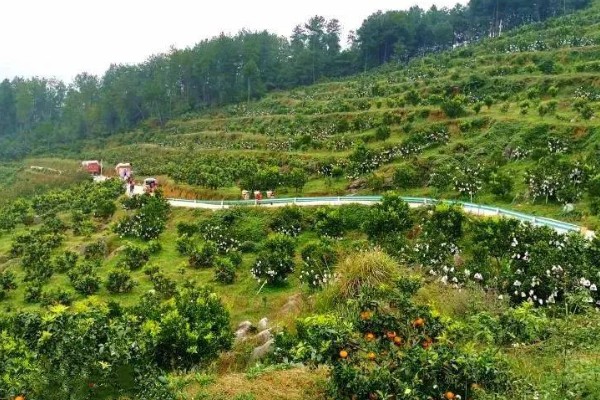 柑橘的产地,有浙江、福建、湖南等
