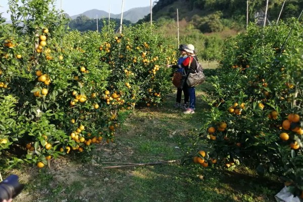 柑橘的产地,有浙江、福建、湖南等