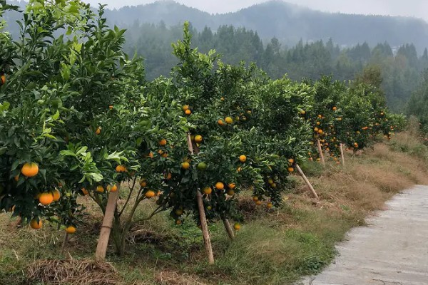 柑橘的产地,有浙江、福建、湖南等