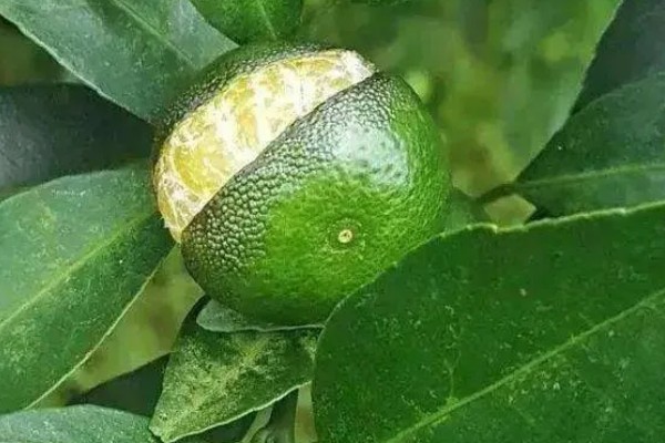 柑橘的产地,有浙江、福建、湖南等