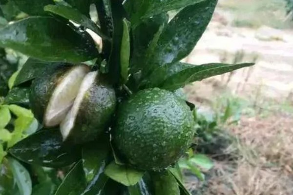 柑橘的产地,有浙江、福建、湖南等