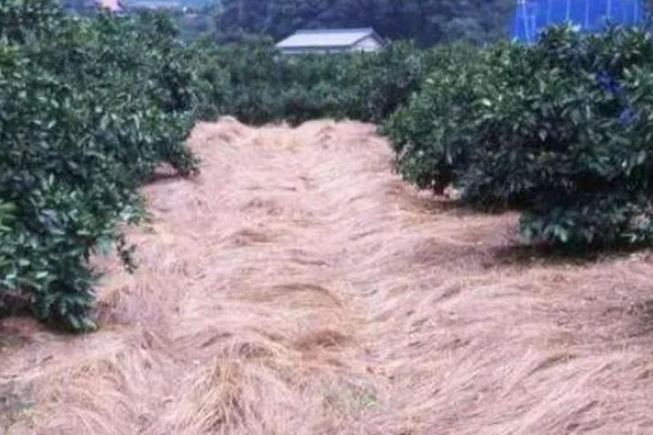 柑橘的产地,有浙江、福建、湖南等