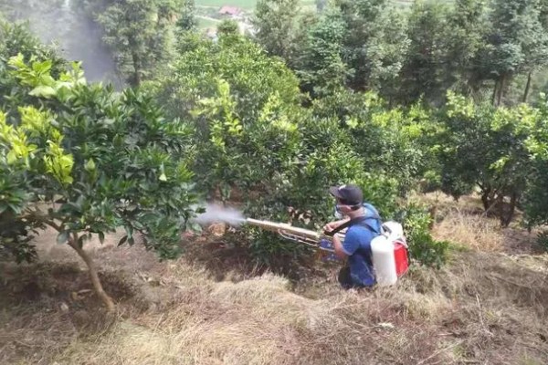 柑橘的产地,有浙江、福建、湖南等