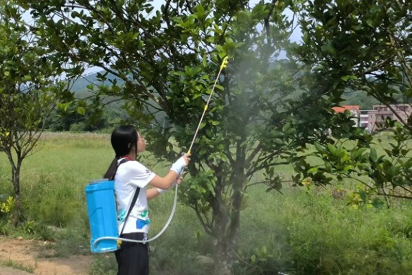 柑橘的产地,有浙江、福建、湖南等