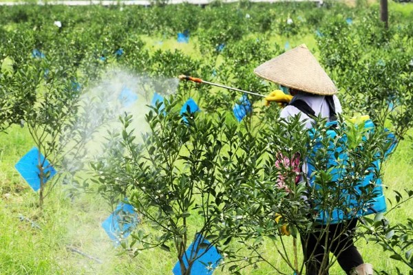 柑橘的产地,有浙江、福建、湖南等