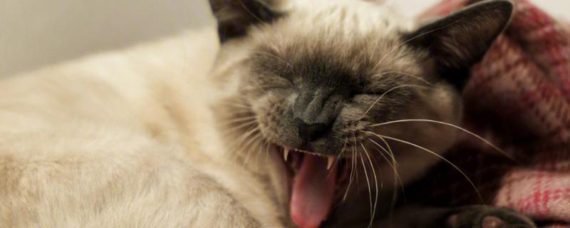 猫咪的口臭原因，存在牙结石、饮食不当、肠胃异常都会引起