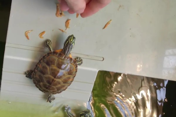 火焰龟的食物，动物性饲料有蚯蚓、小鱼等类型