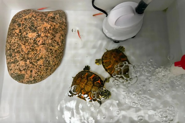 火焰龟的食物，动物性饲料有蚯蚓、小鱼等类型