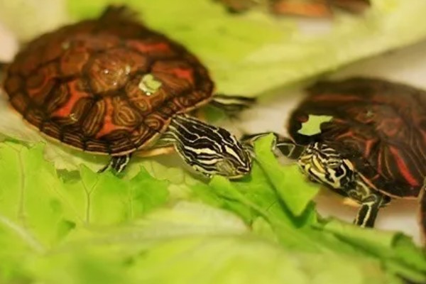 火焰龟的食物，动物性饲料有蚯蚓、小鱼等类型