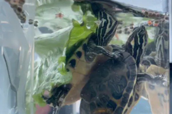 火焰龟的食物，动物性饲料有蚯蚓、小鱼等类型