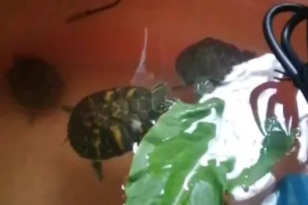 火焰龟的食物，动物性饲料有蚯蚓、小鱼等类型