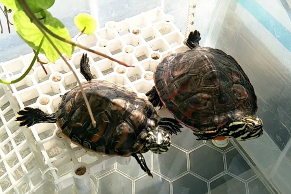 火焰龟的食物，动物性饲料有蚯蚓、小鱼等类型