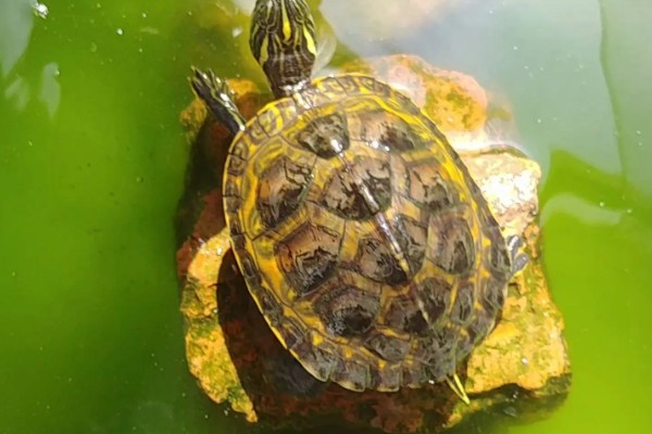 火焰龟的食物，动物性饲料有蚯蚓、小鱼等类型