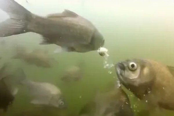 如何冰钓鲫鱼，水草区、小水面、向阳处是最佳钓点