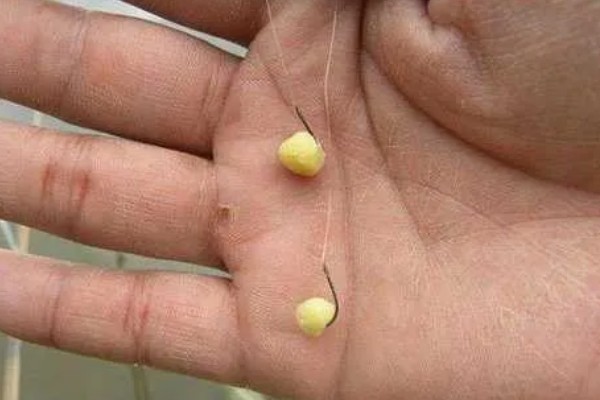 如何冰钓鲫鱼，水草区、小水面、向阳处是最佳钓点