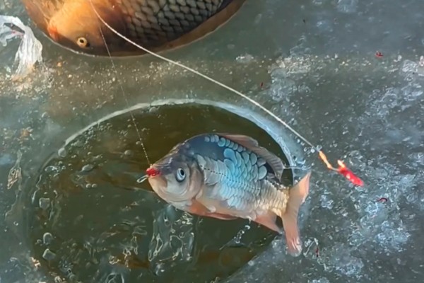 如何冰钓鲫鱼，水草区、小水面、向阳处是最佳钓点