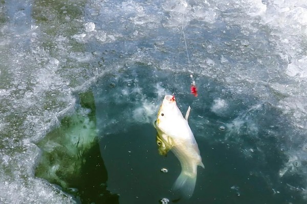 如何冰钓鲫鱼，水草区、小水面、向阳处是最佳钓点